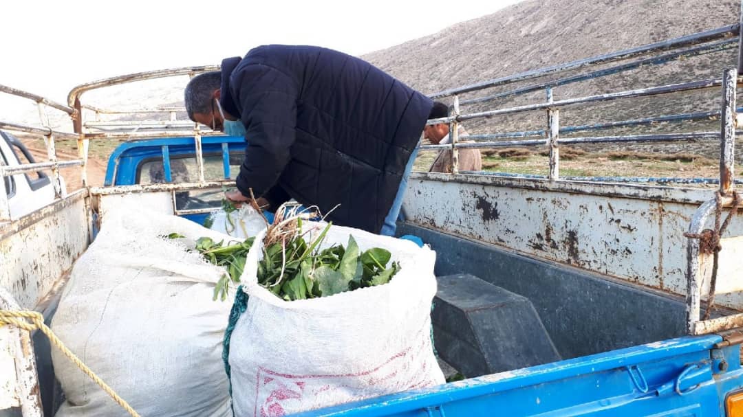 کشف و ضبط یک تن سبزیجات کوهی در سپیدان