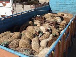 توقیف کامیون حامل گوسفند قاچاق در فراشبند