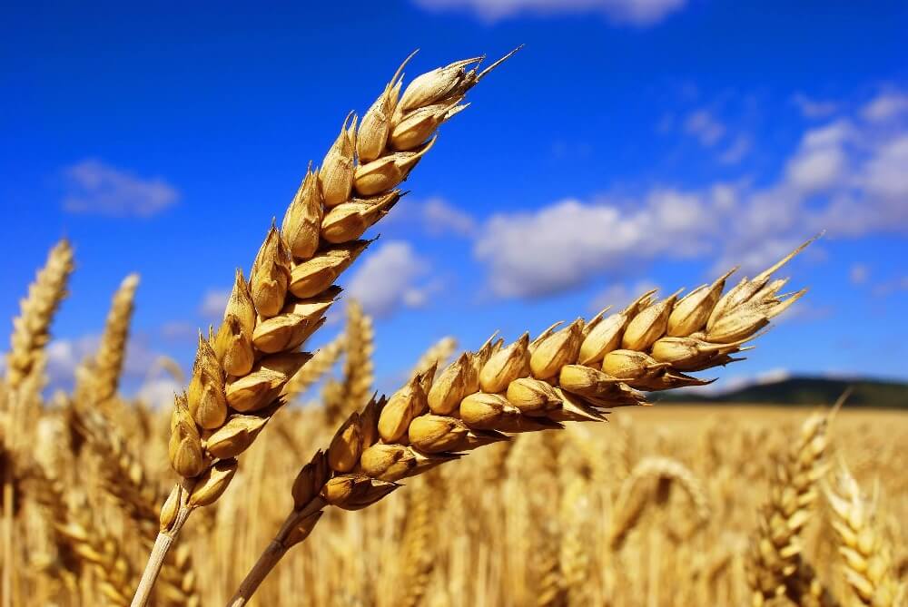 افزایش ۱۷ درصدی خرید گندم در فارس