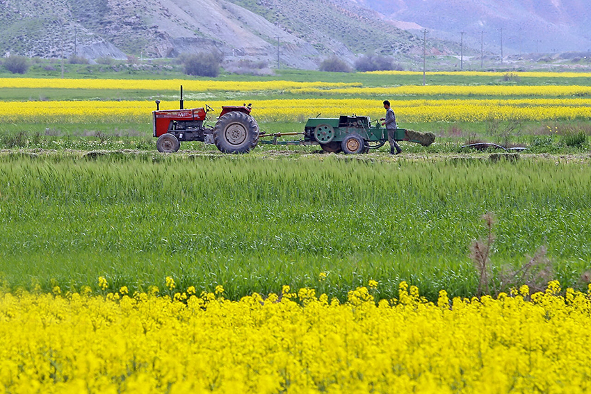 برداشت بیش از ۷ هزار تن دانه روغنی کلزا از مزارع فارس