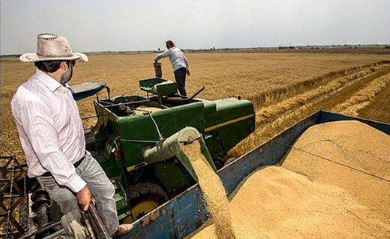 پیش‌بینی برداشت ۵۰ هزار تن گندم از مزارع فسا