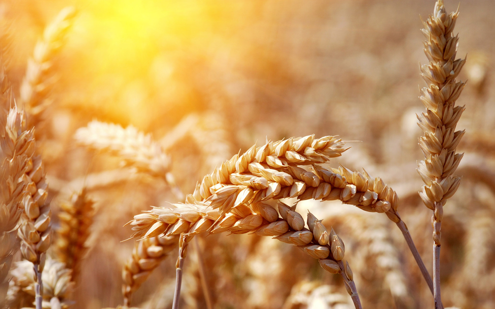تولید ۴۰۰ هزار تن گندم در فارس