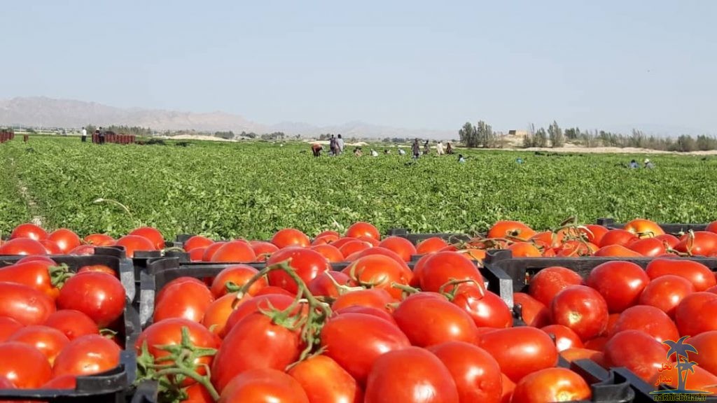 آغاز طرح خرید حمایتی گوجه فرنگی در فارس