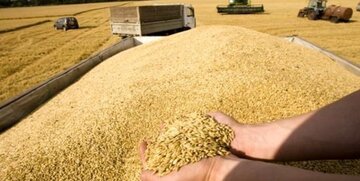 ۷۰ هزار تن گندم از مزارع شهرستان کازرون برداشت شد