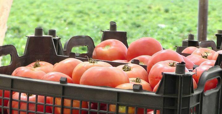 برداشت گوجه فرنگی در سپیدان