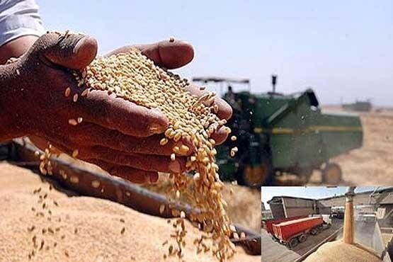 نیمی از گندم مازاد کشاورزان فارس خریداری شده است