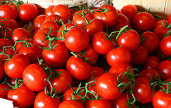 برداشت گوجه فرنگی از مزارع بخش اشکنان
