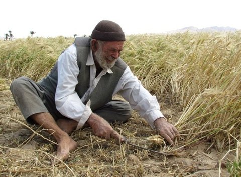 سلمان، سدی در برابر حقابه کشاورزان جنوب فارس