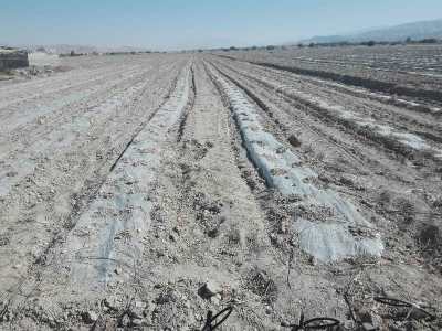 کشت محصولات جالیزی در جنوب فارس