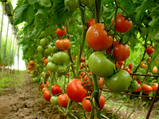 برداشت گوجه فرنگی گلخانه‌ای در لارستان