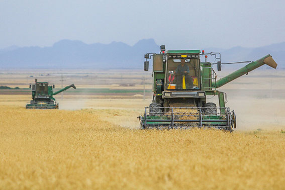 رئیس جهاد کشاورزی: فارس در تولید گندم و جو رتبه دوم کشور شد