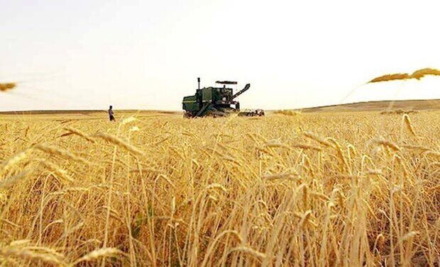 میزان خرید گندم در گراش فارس به نصف کاهش یافت
