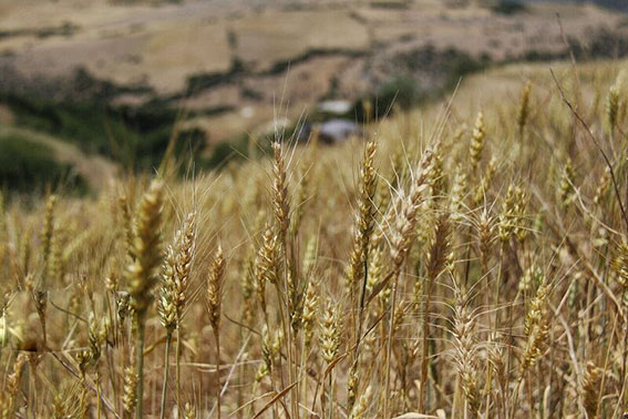 خوشه امید در مزارع گندم فارس جوانه زد