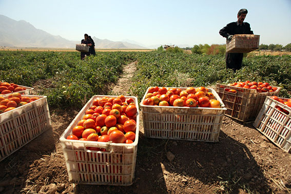 پیش‌بینی برداشت ۳۰ هزار تن محصولات صیفی در گراش فارس