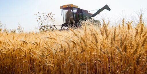 پیش بینی برداشت ۵۰ هزار تن گندم از مزارع شهرستان کازرون