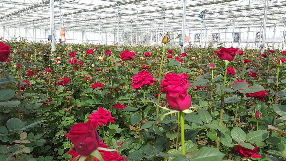 رونق اقتصاد با تولید گل در سپیدان