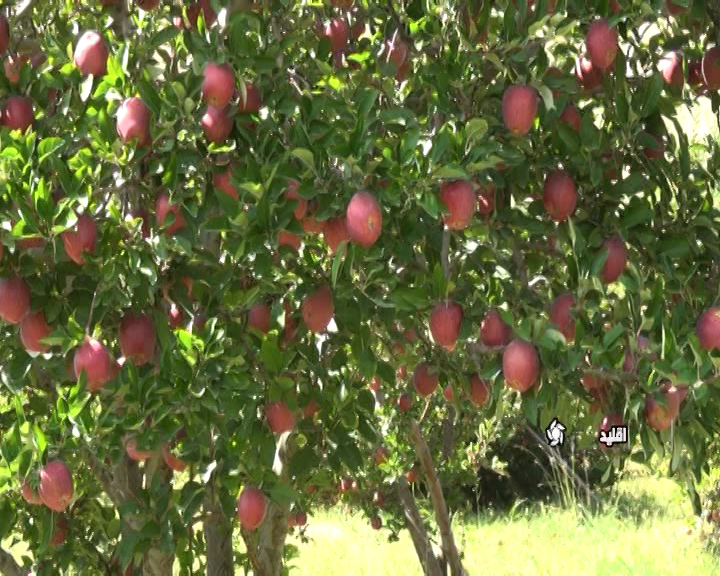برداشت سیب در شهرستان اقلید