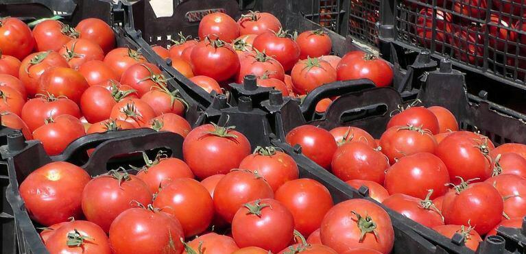 گوجه فرنگی جنوب فارس در راه بازار