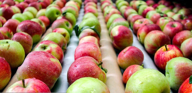 پایان خرید تضمینی سیب درختی در فارس