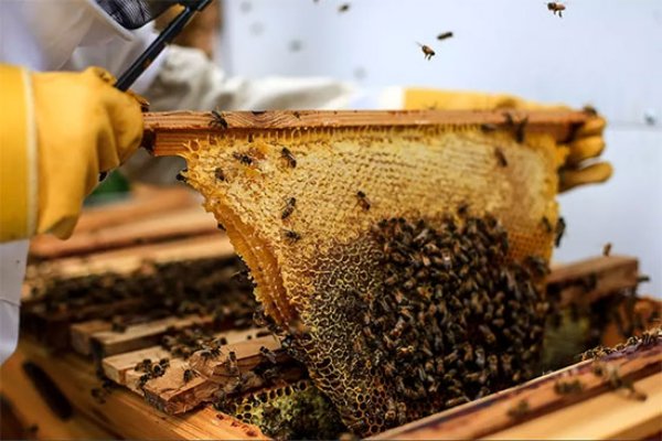 تولید بیش از ۲ هزار تن عسل در فیروزآباد