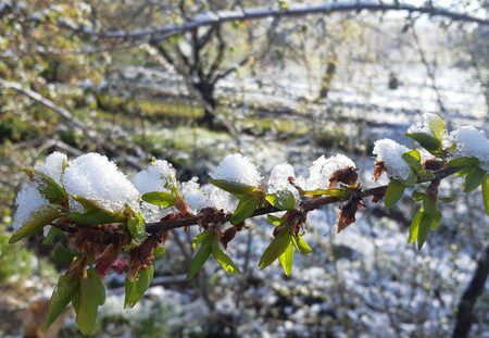سرما به ۴۵ درصد زراعت ارسنجان خسارت زده است