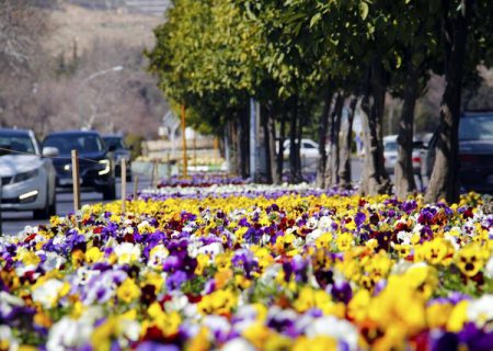 شیراز با ۷ میلیون گل آماده استقبال از میهمانان نوروزی است