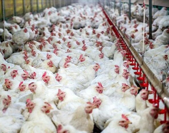 تولید ۳۱۰۰ تن گوشت سفید در ارسنجان
