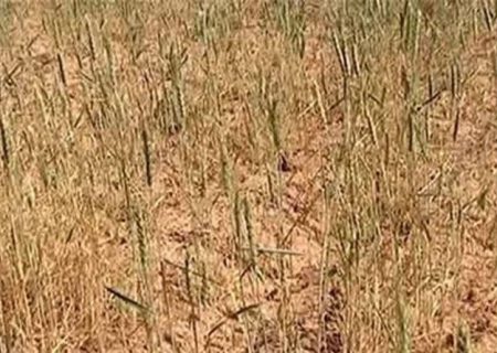 خشکسالی ۱۰۰ درصد مزارع گندم دیم کازرون را نابود کرد
