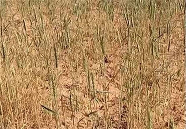 خشکسالی ۱۰۰ درصد مزارع گندم دیم کازرون را نابود کرد
