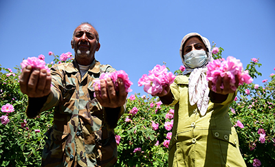 پارسال بیش از ۳۰۰ تن گلاب میمند فارس به خارج کشور صادر شد