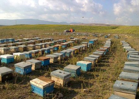 سپیدان مقصد بهاری ۵۰ هزار کندوی زنبور عسل