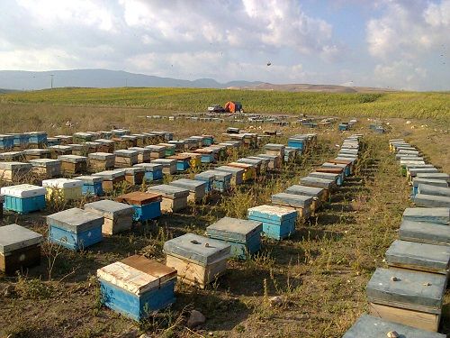 سپیدان مقصد بهاری ۵۰ هزار کندوی زنبور عسل