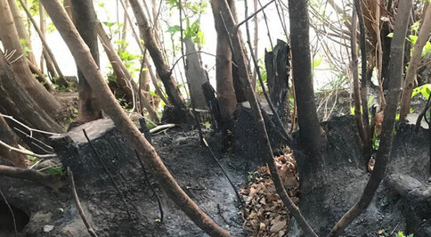 تخریب دوباره مرغک رونیز با سوزاندن بقایای درختان قطع شده