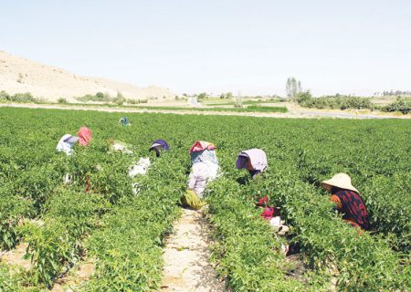 توسعه سرمایه گذاری در بخش کشاورزی فارس