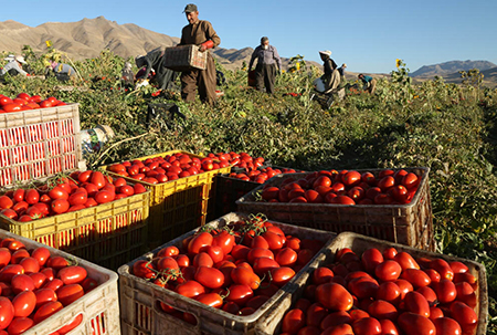 برنامه جهادکشاورزی فارس برای سامان دادن کشت گوجه، سیب زمینی، پیاز و هندوانه