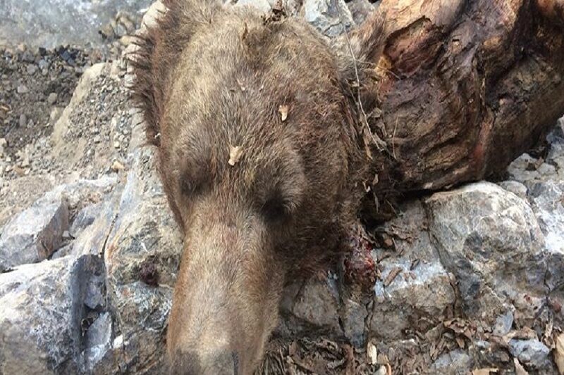 لاشه دو خرس قهوه ای در مرودشت پیدا شد