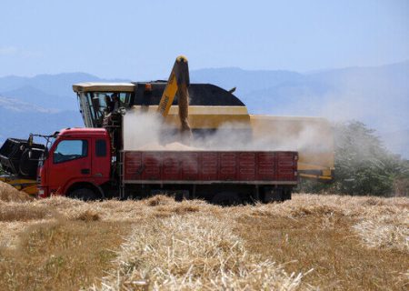 امسال ۲۲۵ هزار تن گندم در فارس خریداری شده است