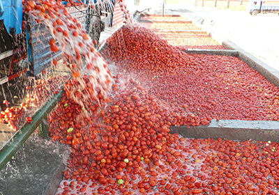 برخورد قانونی با تولیدکنندگان متخلف رب گوجه در فارس
