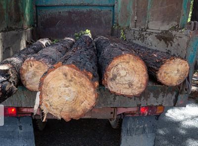 سه تن چوب جنگلی بلوط در شهرستان جهرم کشف شد