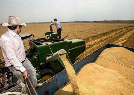 ۴۹۲ هزار تن گندم در فارس تولید و ذخیره شد