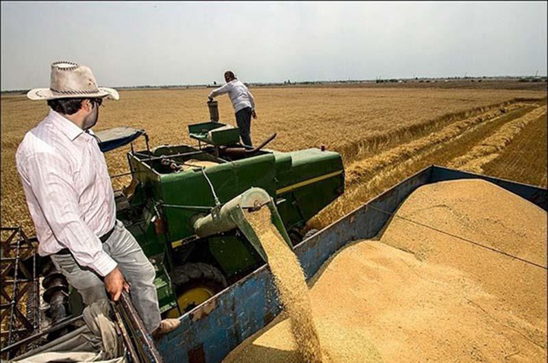 ۴۹۲ هزار تن گندم در فارس تولید و ذخیره شد