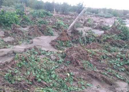 بارش تابستانی افزون بر ۱۲۸ میلیارد تومان به کشاورزی لارستان زیان زد