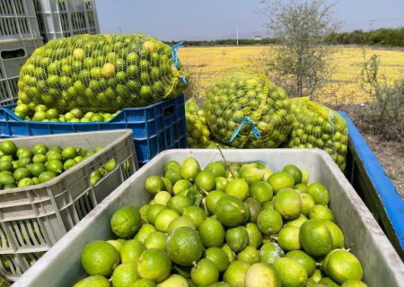 ۱۴۰ هزار تن لیمو ترش از باغات شهرستان جهرم امسال برداشت می‌شود