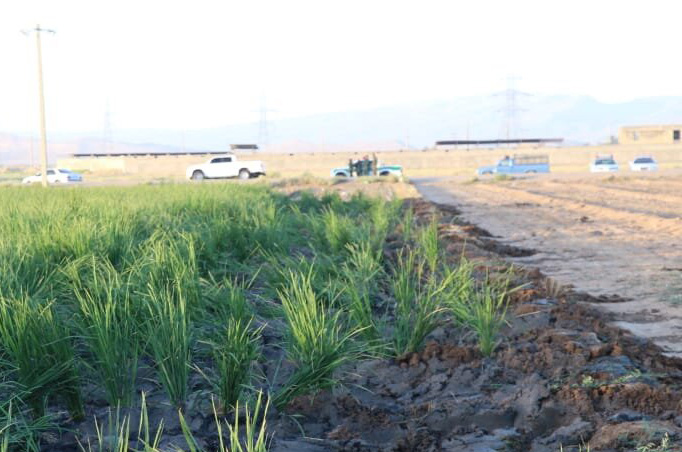 برنج‌کاری با فاضلاب در حاشیه شیراز قلع و قمع شد