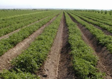 کشت ۴۵۰ هکتار گوجه فرنگی خارج از فصل در لارستان فارس آغاز شد