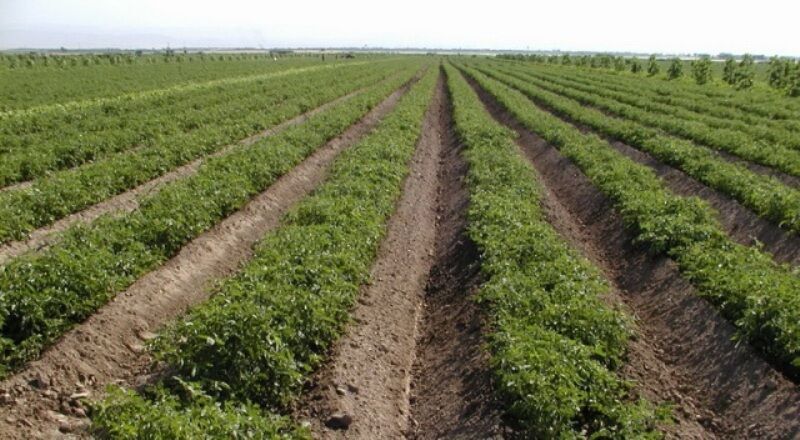 کشت ۴۵۰ هکتار گوجه فرنگی خارج از فصل در لارستان فارس آغاز شد