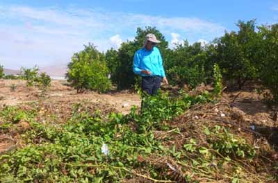 سیل بیش از ۱۱۲ میلیارد تومان خسارت به کشاورزی شهرستان فسا وارد کرد