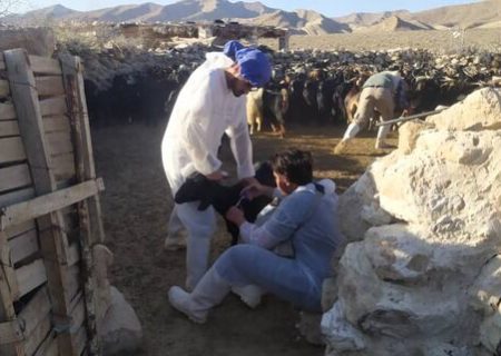 ۶۶۰۰ رأس دام عشایر و مناطق روستایی شهرستان جهرم واکسینه شدند
