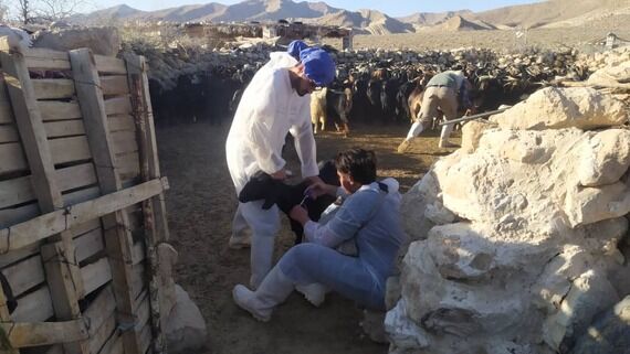 ۶۶۰۰ رأس دام عشایر و مناطق روستایی شهرستان جهرم واکسینه شدند