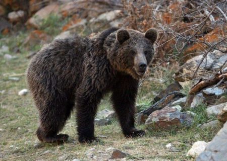 حال خوب خرس‌های قهوه‌ای در منطقه ارژن- پریشان فارس